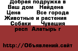 Добрая подружка,в Ваш дом!!!Найдена › Цена ­ 10 - Все города Животные и растения » Собаки   . Чувашия респ.,Алатырь г.